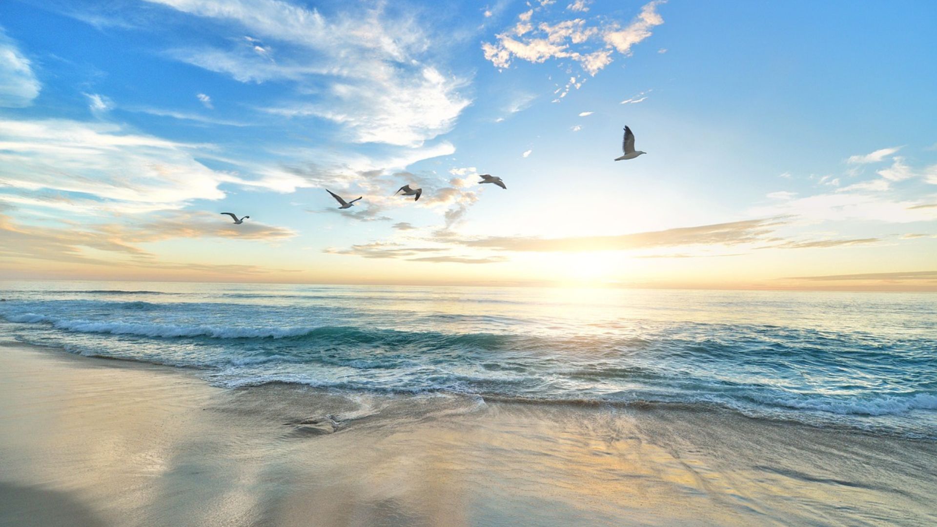 Birds flying over beachwater